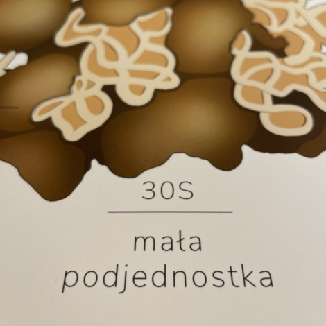 Mała podjednostka 30S