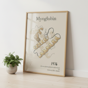 Mioglobina pierwsza struktura białka