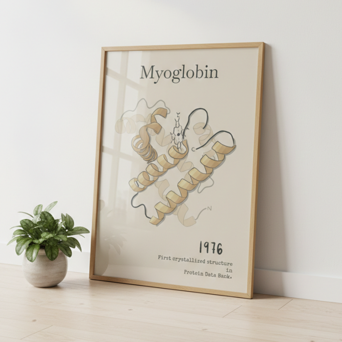 Mioglobina pierwsza struktura białka