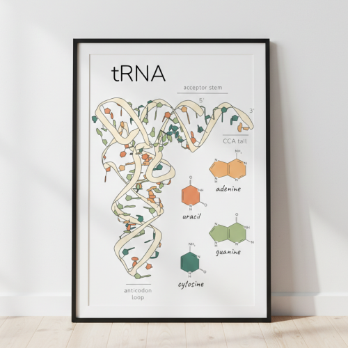 budowa tRNA schemat