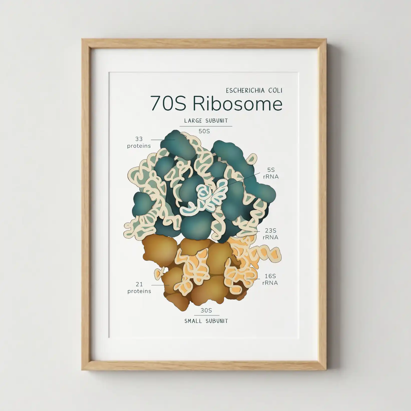 a4_rybosom.webp