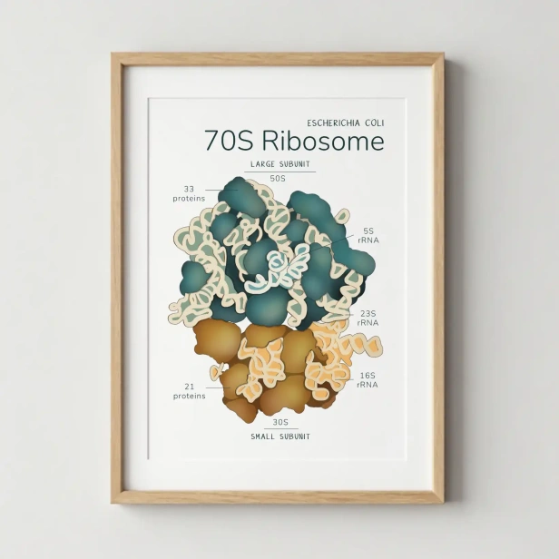 a4_rybosom.webp