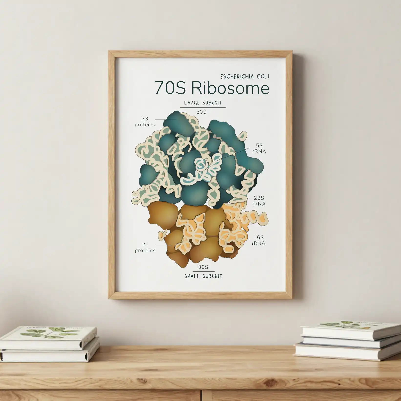a4_rybosom2.webp