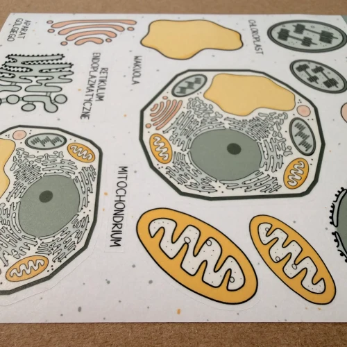 Arkusz naklejek edukacyjnych z biologicznymi ilustracjami komórki roślinnej i jej organelli.