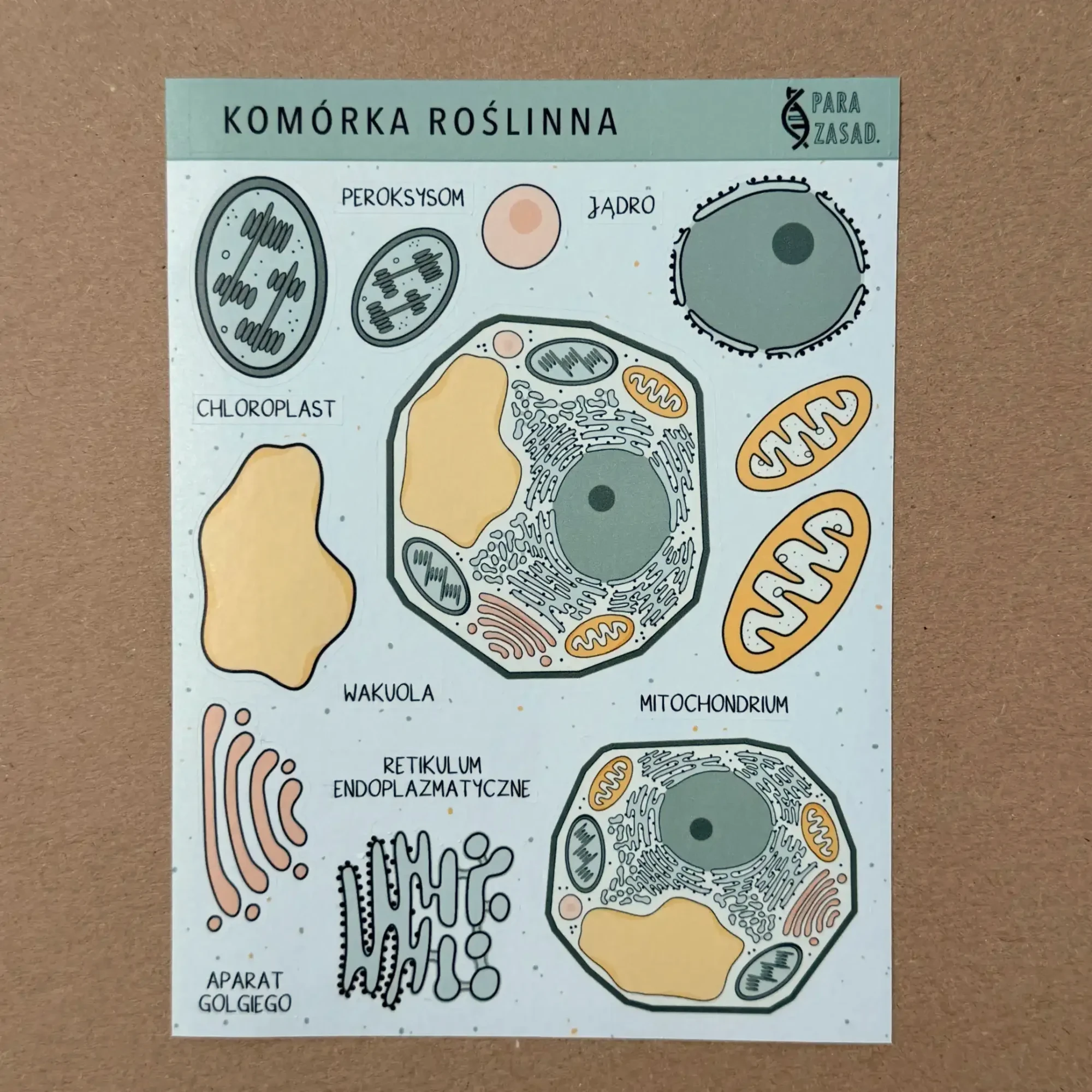 Arkusz naklejek washi z ilustracjami przedstawiającymi komórkę roślinną oraz jej poszczególne organella na jasnym tle.