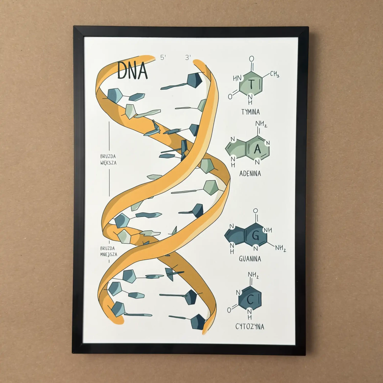 Plakat naukowy przedstawiający dwuniciową helisę DNA z bazy PDB oraz wzory chemiczne adeniny, tyminy, guaniny i cytozyny.