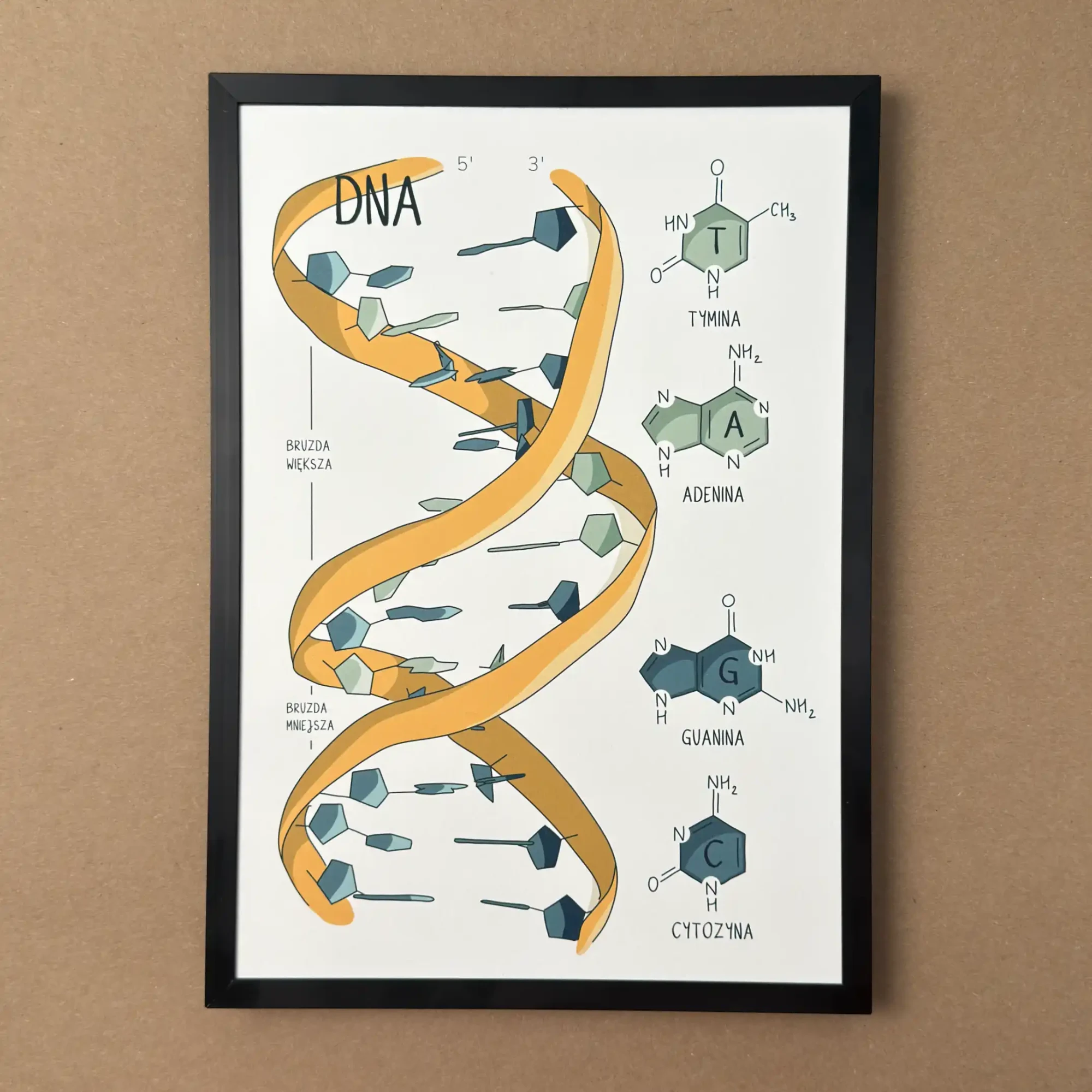 Plakat naukowy przedstawiający dwuniciową helisę DNA z bazy PDB oraz wzory chemiczne adeniny, tyminy, guaniny i cytozyny.