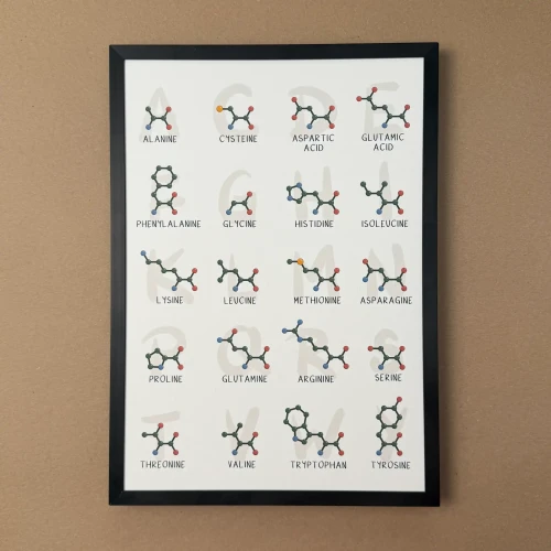 Plakat biochemiczny przedstawiający wzory chemiczne 20 aminokwasów białkowych z nazwami i skrótami w języku polskim lub angielskim.