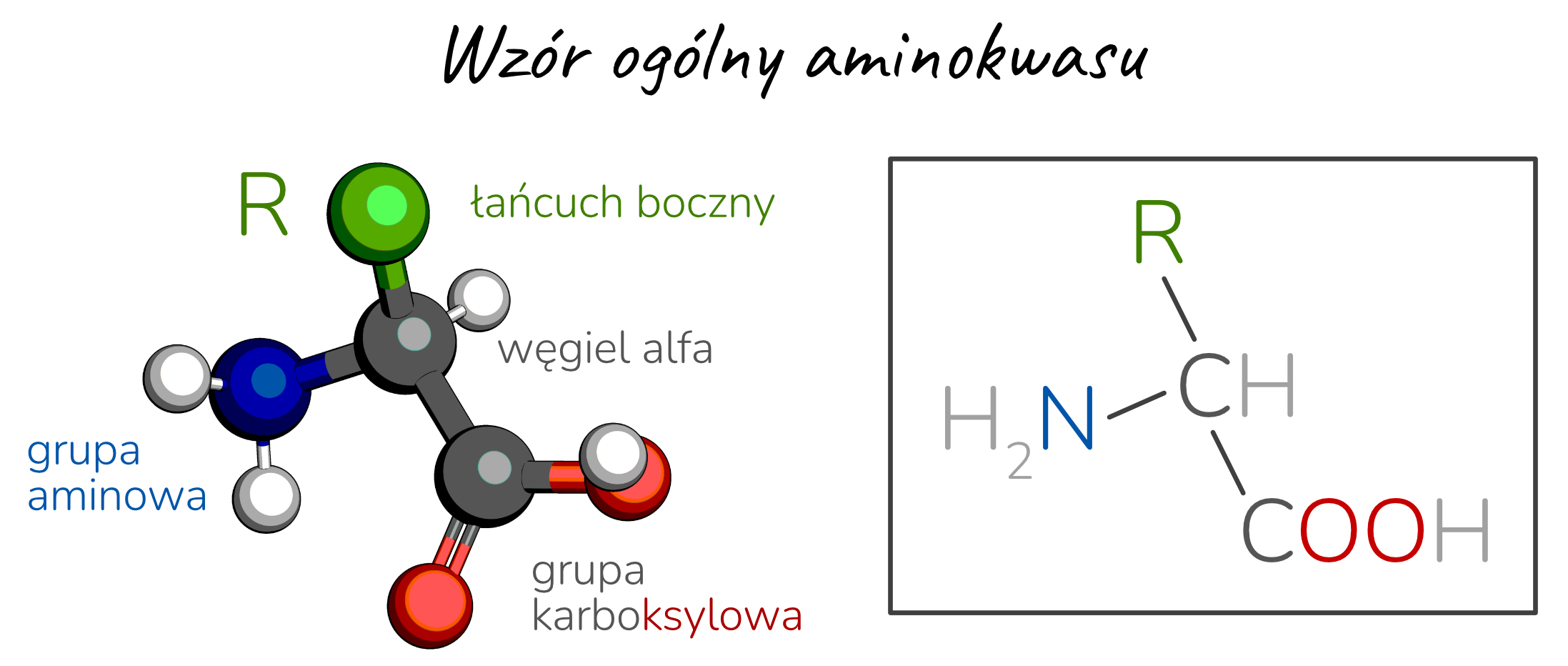 Wzór ogólny aminokwasów